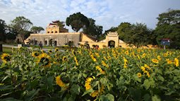 Ngắm vườn hoa mặt trời bừng nở trong nắng đông tại Hoàng Thành Thăng Long