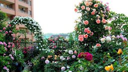 3 vườn hồng đẹp như mơ khiến độc giả tâm đắc tặng ngàn like trong năm 2017