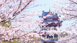 Không chỉ Nhật Bản, cứ đến mùa xuân là quốc gia này cũng ngập tràn sắc hoa anh đào khắp mọi miền