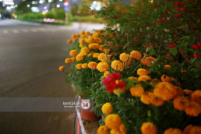 Câu chuyện đáng yêu về hai vợ chồng “dịu dàng giữa thịnh nộ”: Mang hoa ế 30 Tết trang trí cho vòng xoay ở Sài Gòn - Ảnh 4.