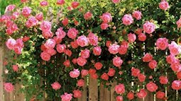 Cây hồng cổ rất đắt mang lại giá trị phong thủy như thế nào?