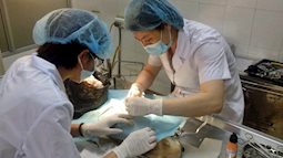 Khóc cười nghề làm bác sĩ cho… thú cưng
