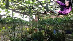 Khu vườn lúc lỉu toàn rau trái trên sân thượng của cô giáo Hà Nội, khiến ai cũng ngưỡng mộ