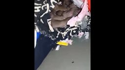 Ám ảnh phòng trọ sau Tết: Nữ sinh phát hiện 1 gia đình chuột đang sống viên mãn trong tủ quần áo