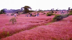 Không chỉ ở Đà Lạt, Gia Lai cũng có đồi cỏ hồng đẹp như tranh vẽ
