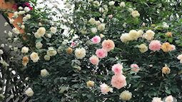 Ngày 8/3 cùng ngắm cây hồng bạch nở hàng trăm bông của người phụ nữ dành trọn niềm đam mê cho hoa ở Thái Nguyên