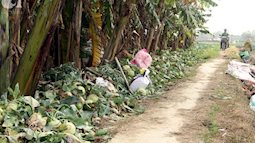 Hết củ cải Mê Linh, nông dân Hải Dương rớt nước mắt vứt hàng tấn su hào ven đường