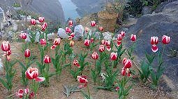 Ông bố người Tày "liều" thuê cả đồi đá Mã Pì Lèng trồng hoa tulip khiến bao người trầm trồ