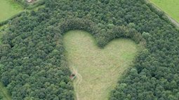 Người đàn ông trồng 6.000 cây xanh để tưởng nhớ vợ, 17 năm sau, bí mật sâu kín của ông mới được phát hiện trong rừng