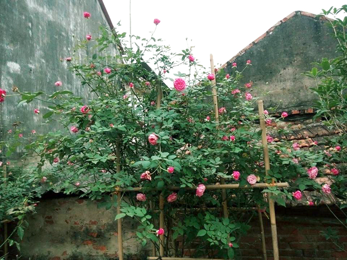 Theo Sang, trồng hoa hồng quan trọng nhất là giá thể. Giá thể phải sạch, nhiều dinh dưỡng và quan trọng là thoát nước tốt. Có như vậy, rễ cây mới phát triển tốt để lấy dinh dưỡng nuôi cây và tránh được những bệnh sau này cho hoa.