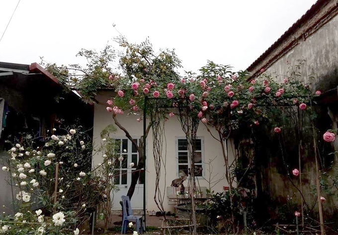 Cách đây ba năm, Sang bắt đầu trồng hoa hồng trong vườn nhà rộng 70 m2 ở huyện Yên Mỹ. Ngày còn nhỏ, Sang luôn ao ước được sống trong ngôi nhà đầy hoa hồng như khung cảnh trong truyện cổ tích. Ba năm sau, anh thỏa ước nguyện với khu vườn có gần 20 loại hồng khác nhau. 