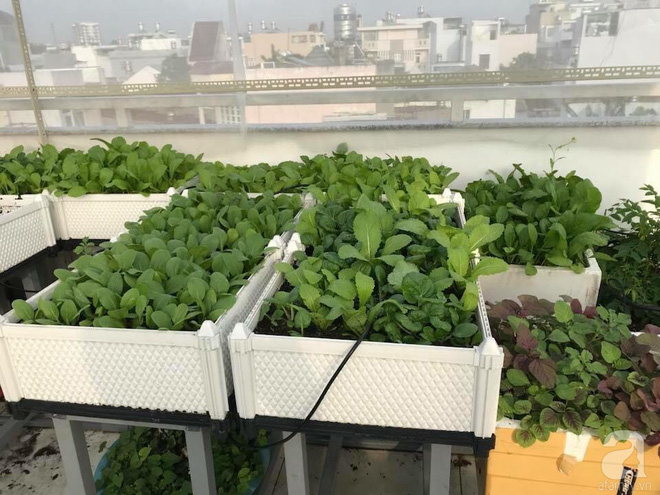 Bà mẹ trẻ ở Sài Gòn dựng hẳn khung thép trên sân thượng để trồng vườn rau quanh năm xanh tốt - Ảnh 2.