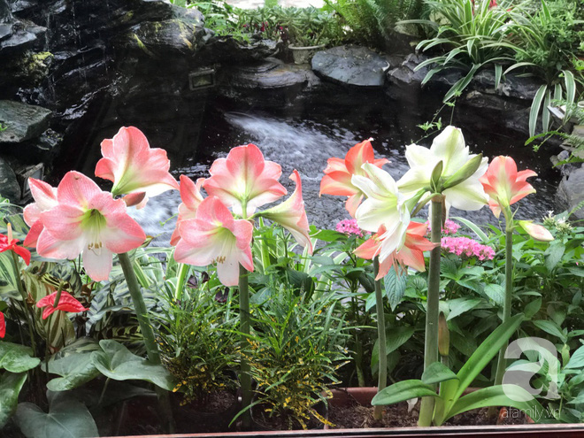 Khu vườn có đến hơn 300 gốc hoa Lan huệ đẹp như chốn thiên đường của người phụ nữ Hà Thành - Ảnh 5.
