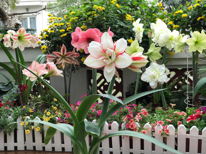 Khu vườn có đến hơn 300 gốc hoa Lan huệ đẹp như chốn thiên đường của người phụ nữ Hà Thành - Ảnh 9.