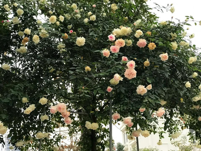 Ngày 8/3 cùng ngắm cây hồng bạch nở hàng trăm bông của người phụ nữ dành trọn niềm đam mê cho hoa ở Thái Nguyên - Ảnh 3.