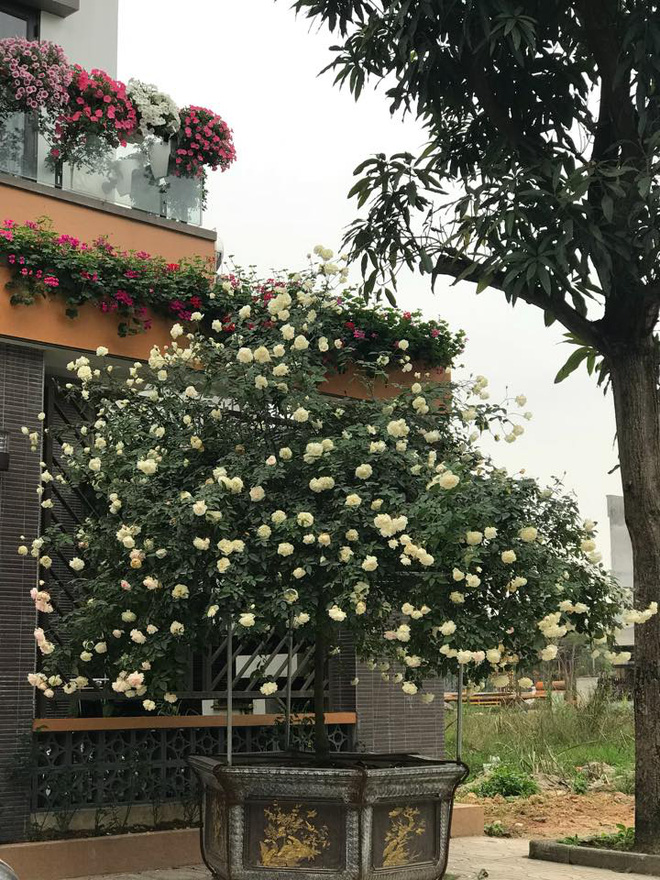 Ngày 8/3 cùng ngắm cây hồng bạch nở hàng trăm bông của người phụ nữ dành trọn niềm đam mê cho hoa ở Thái Nguyên - Ảnh 4.