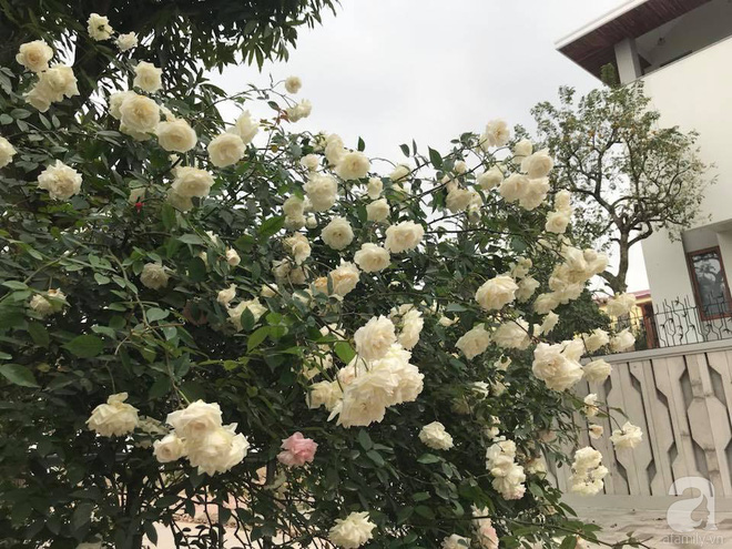 Ngày 8/3 cùng ngắm cây hồng bạch nở hàng trăm bông của người phụ nữ dành trọn niềm đam mê cho hoa ở Thái Nguyên - Ảnh 8.