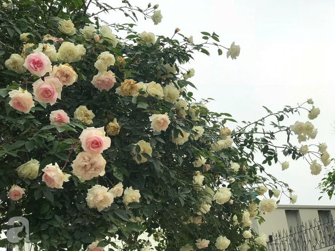 Ngày 8/3 cùng ngắm cây hồng bạch nở hàng trăm bông của người phụ nữ dành trọn niềm đam mê cho hoa ở Thái Nguyên - Ảnh 9.