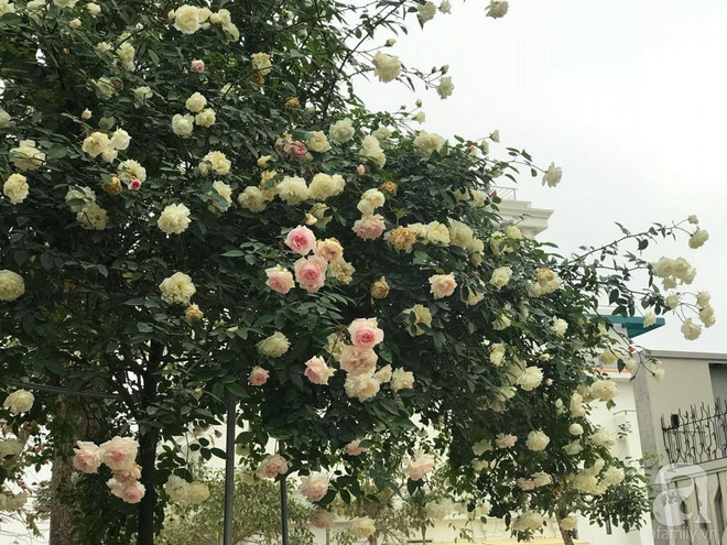 Ngày 8/3 cùng ngắm cây hồng bạch nở hàng trăm bông của người phụ nữ dành trọn niềm đam mê cho hoa ở Thái Nguyên - Ảnh 11.