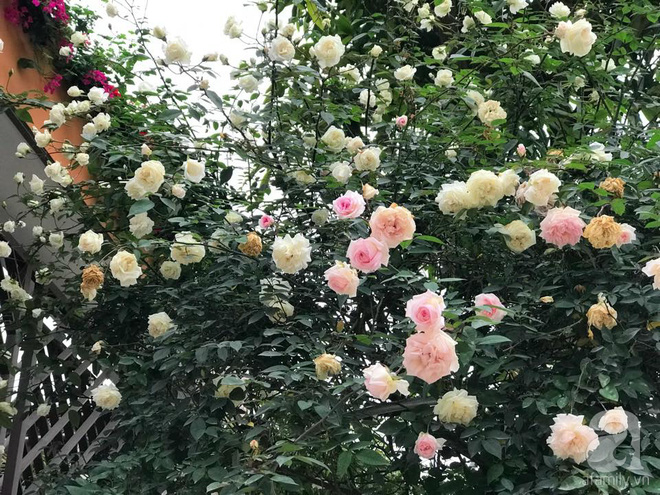 Ngày 8/3 cùng ngắm cây hồng bạch nở hàng trăm bông của người phụ nữ dành trọn niềm đam mê cho hoa ở Thái Nguyên - Ảnh 12.