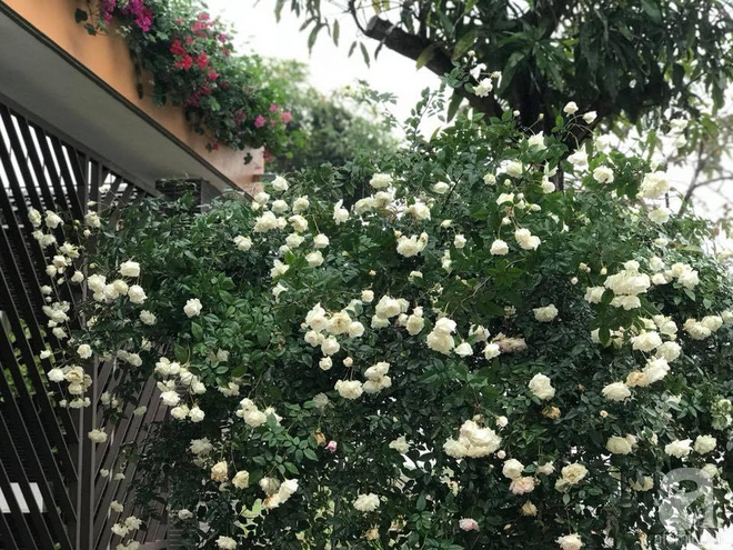 Ngày 8/3 cùng ngắm cây hồng bạch nở hàng trăm bông của người phụ nữ dành trọn niềm đam mê cho hoa ở Thái Nguyên - Ảnh 13.