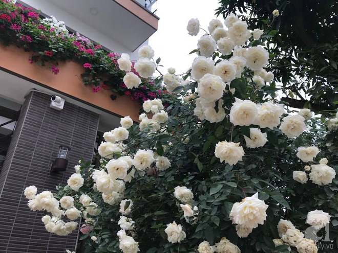 Ngày 8/3 cùng ngắm cây hồng bạch nở hàng trăm bông của người phụ nữ dành trọn niềm đam mê cho hoa ở Thái Nguyên - Ảnh 14.