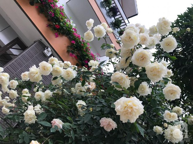 Ngày 8/3 cùng ngắm cây hồng bạch nở hàng trăm bông của người phụ nữ dành trọn niềm đam mê cho hoa ở Thái Nguyên - Ảnh 18.