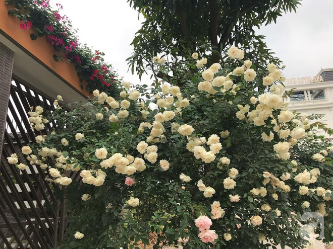 Ngày 8/3 cùng ngắm cây hồng bạch nở hàng trăm bông của người phụ nữ dành trọn niềm đam mê cho hoa ở Thái Nguyên - Ảnh 19.