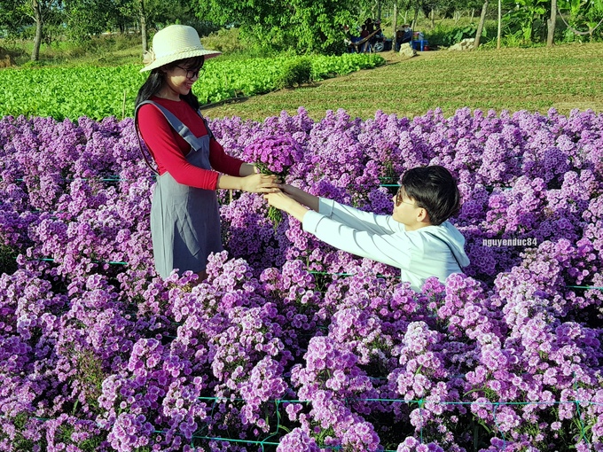Vườn hoa thạch thảo đang gây sốt ở Bà Rịa Vũng Tàu