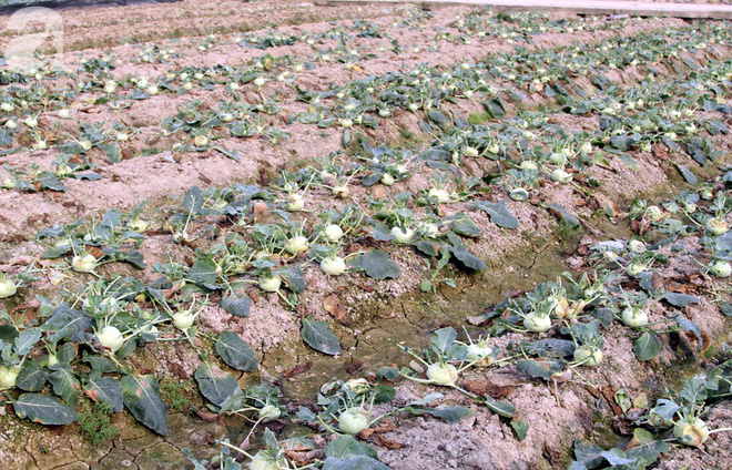 Hết củ cải Mê Linh, nông dân Hải Dương rớt nước mắt vứt hàng tấn su hào ven đường - Ảnh 3.