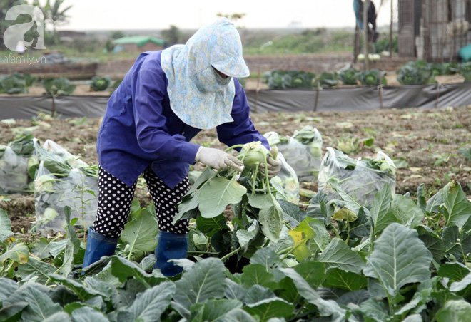 Hết củ cải Mê Linh, nông dân Hải Dương rớt nước mắt vứt hàng tấn su hào ven đường - Ảnh 5.