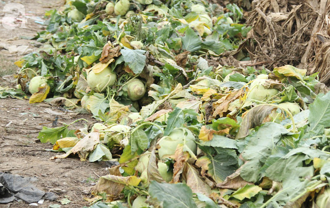 Hết củ cải Mê Linh, nông dân Hải Dương rớt nước mắt vứt hàng tấn su hào ven đường - Ảnh 9.