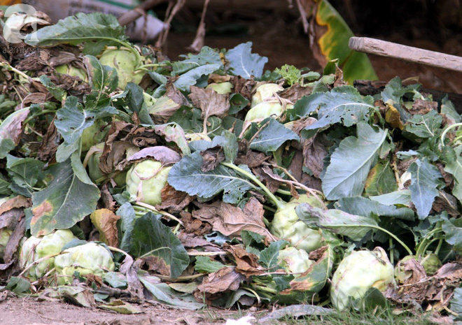 Hết củ cải Mê Linh, nông dân Hải Dương rớt nước mắt vứt hàng tấn su hào ven đường - Ảnh 12.