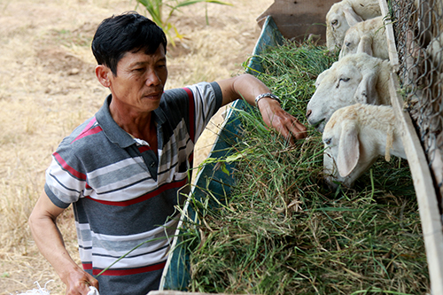 Ông Hùng mua cỏ với giá 70.000 đồng mỗi bao cung cấp thức ăn cho đàn cừu. Ảnh: