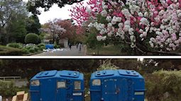 Đi ngắm hoa anh đào rồi để lại cả núi rác, đến người dân Nhật Bản cũng phải lắc đầu ngao ngán khi thấy những cảnh này