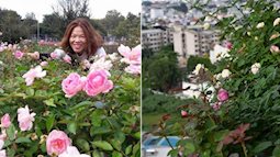 Ngắm ban công chỉ vỏn vẹn 2,2m² nhưng có tới hơn 20 chậu hồng thơm ngát ở Sài Gòn
