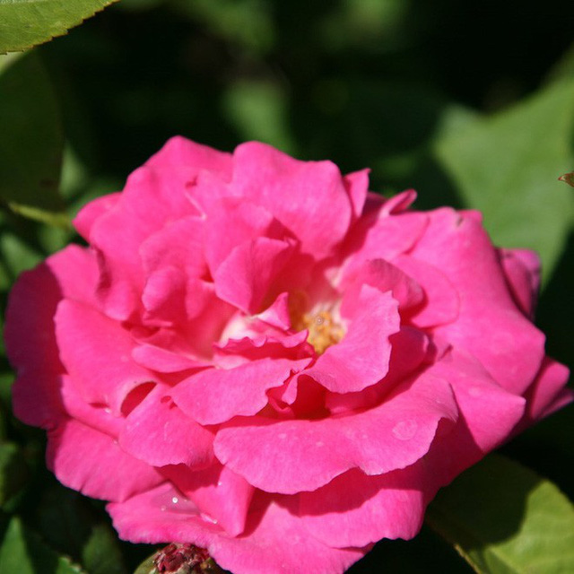 Là loài hồng thơm có màu hồng tươi sáng, sống hoang dại và leo rất khỏe.