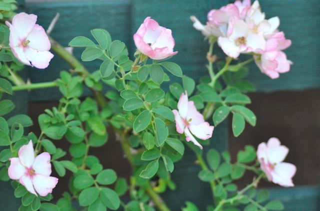 Kew Rambler là loài hồng thơm, cánh đơn.