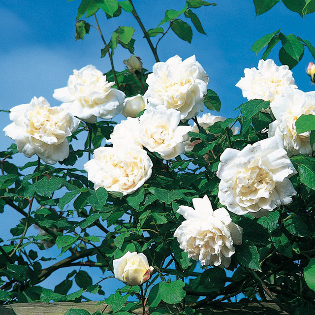 Mme. Alfred Carriere là loài hồng leo khá chậm nhưng lại sống rất khỏe mạnh, phù hợp với nhiều điều kiện thời tiết khác nhau. Hoa có màu trắng rất thơm.