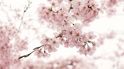 Những thảm hoa đẹp lung linh cuối xuân ở Hàn Quốc