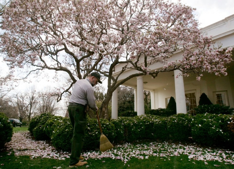  Công nhân Dịch vụ Công viên Quốc gia làm việc quanh năm kể từ năm 1933. Trong ảnh là một công nhân đang quét cánh hoa rơi trong Vườn Hồng.