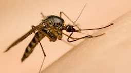 4 bệnh lây truyền do muỗi đốt vào mùa hè các mẹ lưu ý