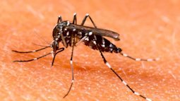Biện pháp phòng chống bệnh sốt xuất huyết trong mùa hè