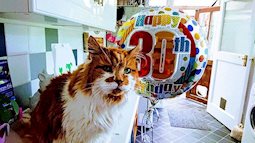 “Cụ” mèo già nhất thế giới mừng sinh nhật năm thứ 30
