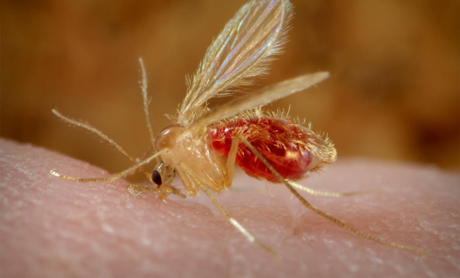 Cẩn trọng với 5 loại ruồi cắn có thể gây tổn thương cho làn da của bạn ngay vào mùa hè này - Ảnh 3.