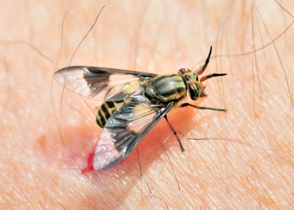 Cẩn trọng với 5 loại ruồi cắn có thể gây tổn thương cho làn da của bạn ngay vào mùa hè này - Ảnh 4.