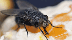 Cẩn trọng với 5 loại ruồi cắn có thể gây tổn thương cho làn da của bạn ngay vào mùa hè này
