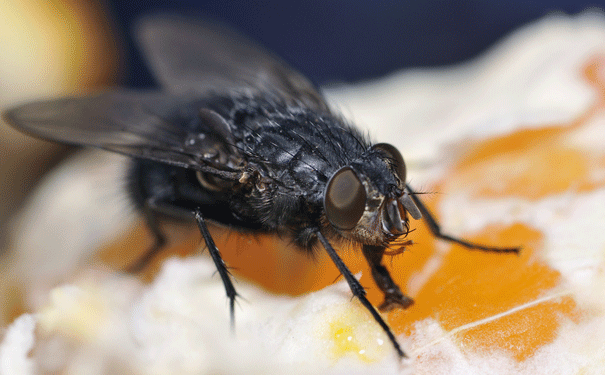 Cẩn trọng với 5 loại ruồi cắn có thể gây tổn thương cho làn da của bạn ngay vào mùa hè này - Ảnh 5.