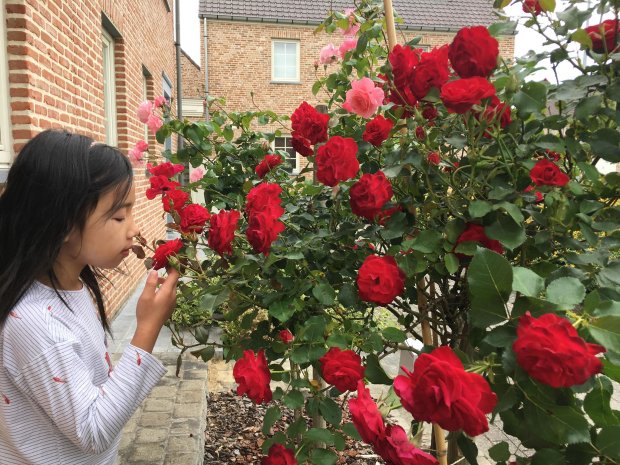 Phía trước nhà là cây hồng thân gỗ nở hoa rực rỡ, địa điểm yêu thích của những cô bé cậu bé mỗi khi tới nhà chơi.
