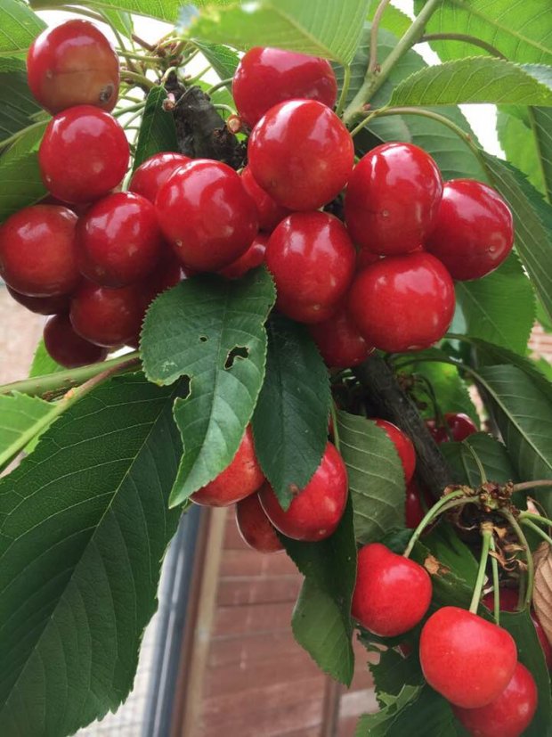 Cây cherry sai trĩu quả được cô trồng hơn một năm trong vườn.
